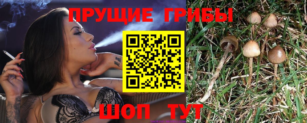 Псилоцибиновые грибы прущие грибы Северск